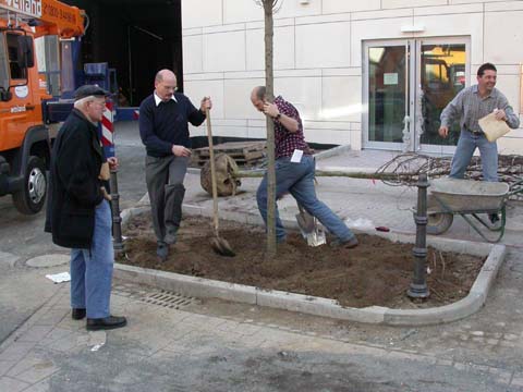 Friedrichstrae - Rmerstrae Worms, Baumpflanzung in der Korngasse